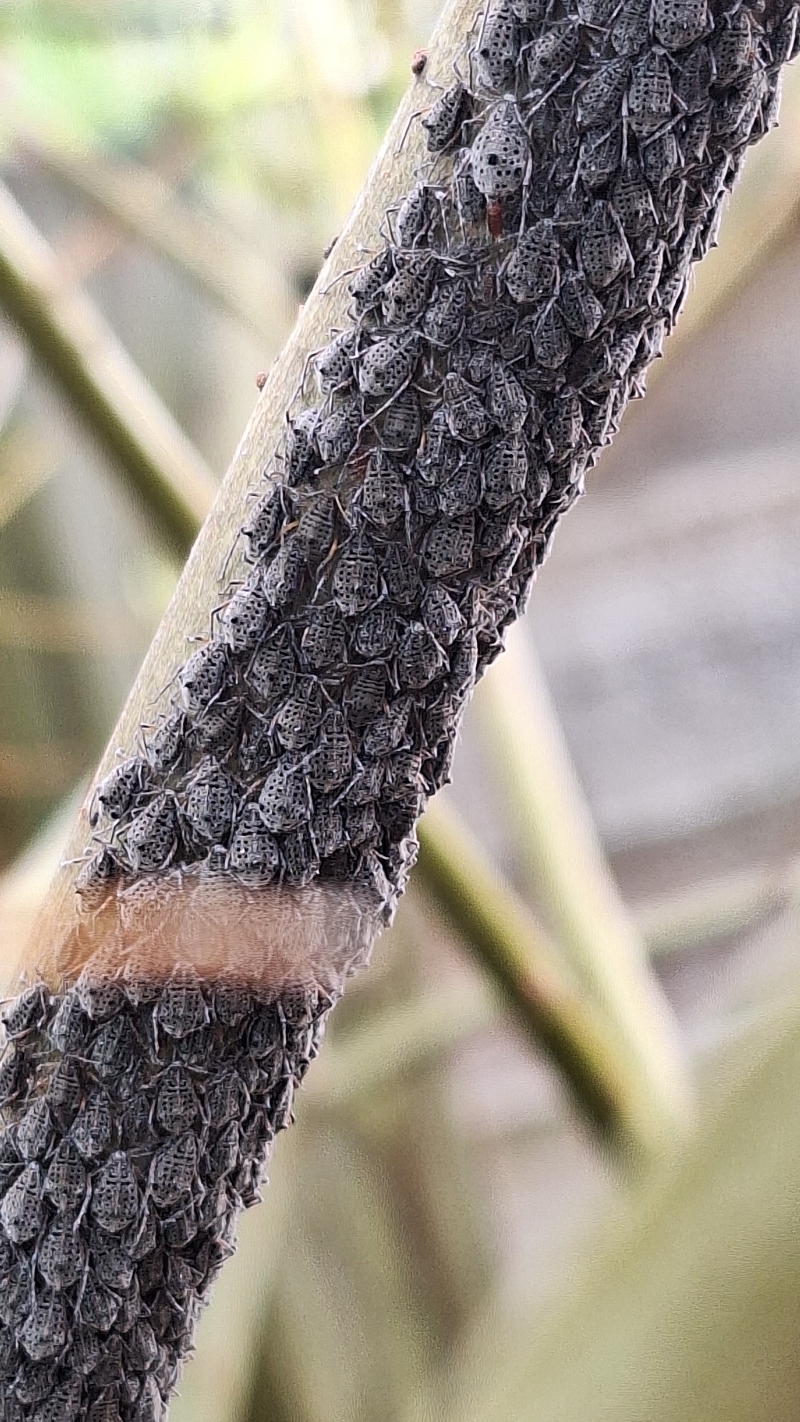 Willow aphids